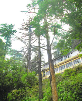 The excessive cutting of trees for roads and other construction purposes in Shimla has led to a situation where the soil is unable to hold the moisture for longer periods