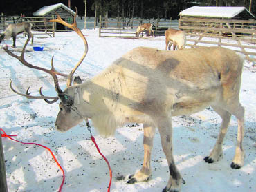 Reindeer farms are a major attraction for tourists