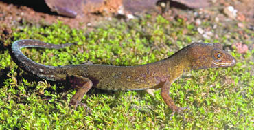 The newly discovered lizard species in the Western Ghats, near Kolhapur in Maharashtra.