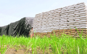 Wheat stocked in a low-lying field in Nakodar near Jalandhar. 