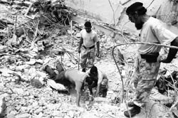 Pakistani paramilitary troops look in the rubble to find bodies at the site where a five-storey building collapsed, in Karachi on Sunday.