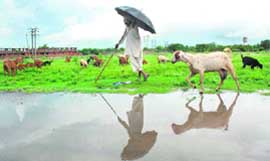 An old man looks on as his goats graze in Karnal.