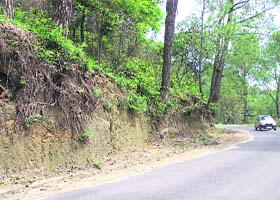 Trees standing without much support where soil was removed during widening of the Sujanpur-Hamirpur road