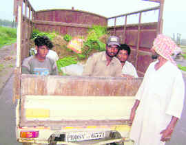 A farmer of Ballewal village with the paddy saplings brought from Ladhowal.