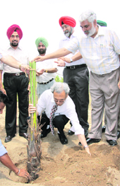 PAU Vice-Chancellor Dr Manjit Singh Kang plants a sapling on the university campus in Ludhiana on Wednesday.