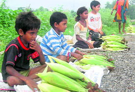 Children sell corn at a roadside on the outskirts of Dehradun on Thursday.