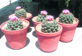 The bright flowers atop the thorny bulbs come as an annual treat in this garden in Chandigarhs Kansal Enclave.