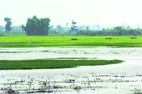 Water accumulates in fields near the border in Jammu due to the erection of bandhs by Pakistan