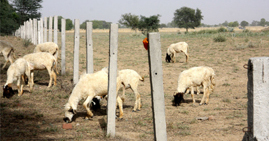Sheep and goats grazing on the land where the mega thermal power project is supposed to be constructed at Banawala in Mansa district. Boundary pillars for fencing are seen erected on the land.