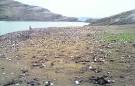 Thousands of shells are seen scattered over the reservoir of Pong Dam where the first-ever three grey natural pearls were found by officers of the Himachal Pradesh Fisheries Department on Sunday.