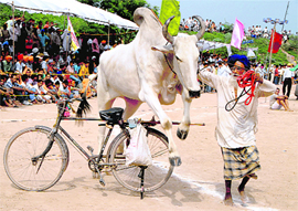 An elderly villager makes his bull perform a trick during a rural sports event at Daddu Majra in Chandigarh on Sunday.