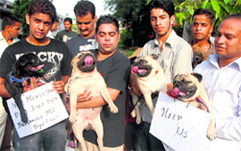 Pet lovers protest in Sector 20 in Chandigarh on Sunday.