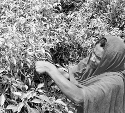 A farmer in a farm of chilly at Banur.
