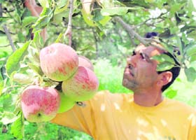 Fresh apples in an orchard at Shilaroo near Narkanda