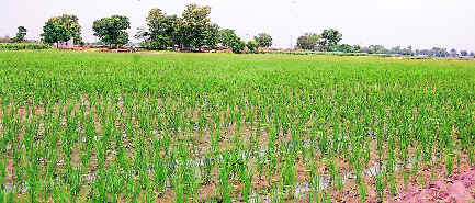 27 lakh hectares are under paddy cultivation in the state.