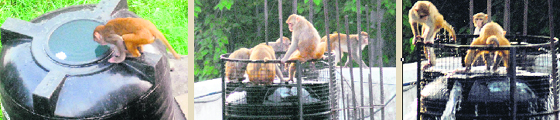 Monkeys bathe and drink water from tanks at PU boys hostel number 6.