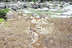 ITBP personnel look for bodies on the banks of the Jakhula river