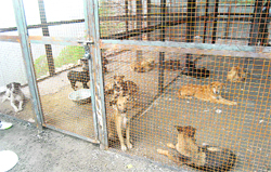 A stray-dog shelter, with four cages to accommodate about 40 dogs, has been set up in Shimla. 