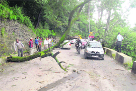 An uprooted tree on the national highway causes inconvenience to commuters   