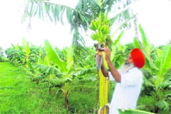 Gurcharan Singh Mann shows year-old banana trees in his farm at Tungwali village in Bathinda district. 