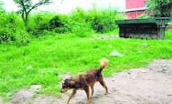 A dog roams at the site where the pound was proposed by the MC at Sector 38 (West), Chandigarh