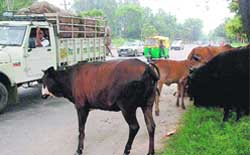 Stray cattle jeopardise the safety of motorists on a road in Chandigarh.