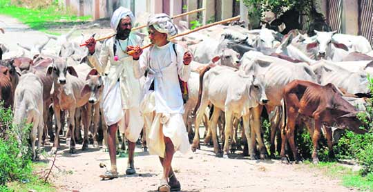 Villagers with their cows look for a shelter on a hot summer afternoon in Sonepat
