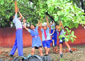 Break from Classes: Schoolchildren swing on tree branches in Sector 7, Chandigarh