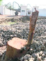 The stump of one of the four trees that has been axed in front of the house of IGP Mohammad Mustafa at Mansa Devi Complex in Panchkula