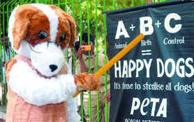 An activist from the People for the Ethical Treatment of Animals (PETA), dressed up in a dog suit, gives a lesson on animal birth control at Jantar Mantar in New Delhi on Friday. 