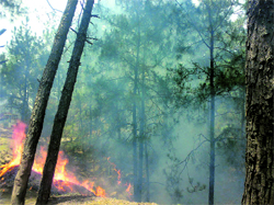 A forest fire in the Nowshera area.