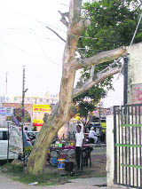 A tree rests on power lines at the gate of community health centre in Amloh. 