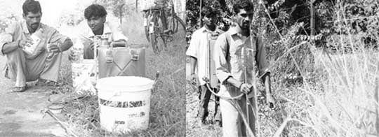 Workers prepare a weedicide solution and (right); spray the solution without wearing any protective gear on the PAU campus