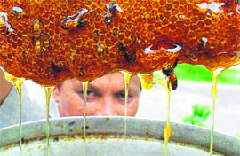 Nectar of life: A farmer watches intently as honey drips down a honeycomb at Mohali on Sunday.