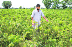 Jagdev Singh tends his rose farm.