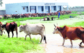 Cattle make a beeline for the dirty water pool that has come up outside the Government Middle School at Sante Majra village in Kharar on Monday.
