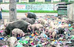 Pigs munch on a garbage heap near a park at Doraha.