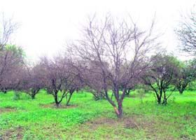 A dried up kinnow orchard in Indora