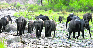 A herd of elephants crosses a dry riverbed in Rajaji National Park area. 