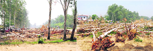 Trees axed on either side of the National Highway. Photos by writer