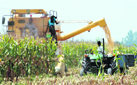 Maize harvesting has picked up in Punjab. This photograph taken at Quadianwali village, near Jalandhar,