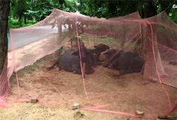 Relieved from troublesome insects, cattle rest under a net at Kotha Guru village in Bathinda district. 