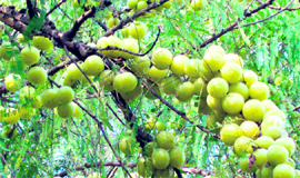 A healthy plant produces healthy fruit.