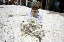 A cotton farmer shows the first crop of this season, which he brought to the grain market in Bathinda on Saturday.