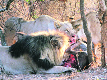 Ngala Private Game Reserve is well-known for several prides of lion