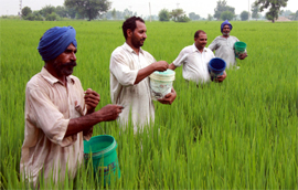 Farmers spraying insecticides in a paddy field at Phul town in Bathinda on Sunday.