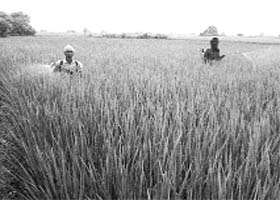 Farmers spray on paddy crop in Fatehgarh Sahib