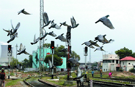 A flock of pigeons takes a flight near Bathinda railway station on Monday