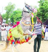 A dancing mare presents her skills at the animal fair in Jagraon.