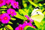 A butterfly enjoys the nectar from a flower in a Jammu garden